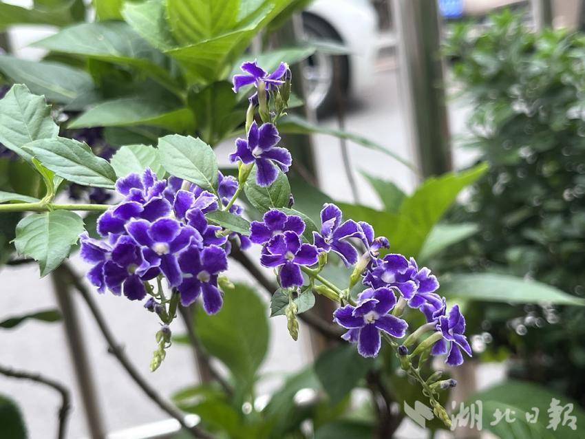 花花公子平台游戏网站